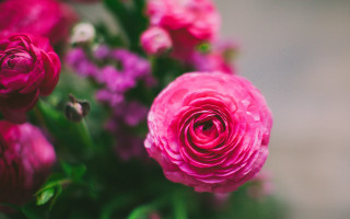 Pink rose purple flowers macro - the background and a blurry background behind free wallpaper