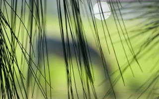 Blurry green field bridge bamboo - deep depth of field free wallpaper