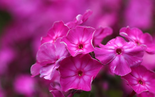 Pink flowers blooming purple background - the sun free wallpaper