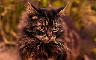 Cat bush bokeh focus realistic - neoism free wallpaper