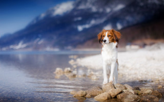 Dog rocks water mountains sky - a blue sky in the background free wallpaper for desktop