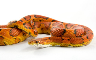 Snake cobra puzzle orange fire - a white background behind free wallpaper