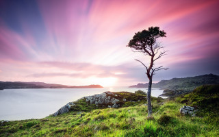 Lone tree grassy hill lake - a lone tree free wallpaper