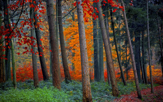 Fall foliage forest impressionist leaves - impressionist free wallpaper