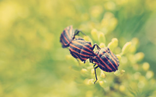 Striped bugs on plant field - florianne becker free wallpaper