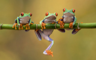 Three frogs crossed branch eye - their leg free wallpaper