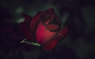 Red rose dark room green - a single red rose free wallpaper