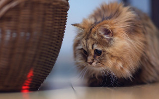 Cat looking basket floor head - ascii art free wallpaper