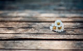 Daisies wooden table outdoor sunset - a wooden surface free wallpaper