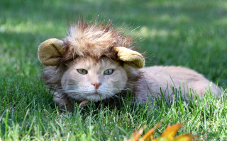 Cat lion mane grass leaf - its head free wallpaper