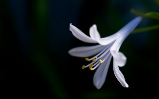 White flower yellow stamens green 4 - a green stem free wallpaper