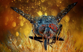 Red eyed bug long nose - a long nose free wallpaper