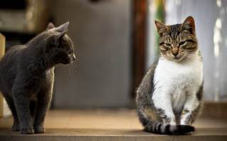 Cat standing sitting floor mat - a cat free wallpaper