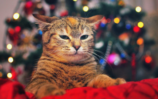 Cat christmas tree lights ants - a bed in front free wallpaper