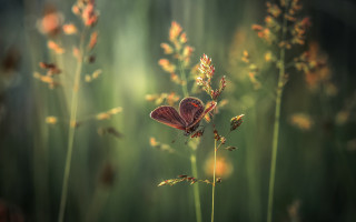 Butterfly flower grass field sunlight - the sunlight free wallpaper