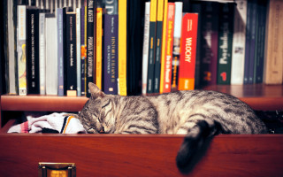 Cat sleeping bookshelf stuffed animal - a bookcase free wallpaper
