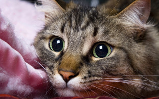 Sad cat green eyes blanket - eye free wallpaper
