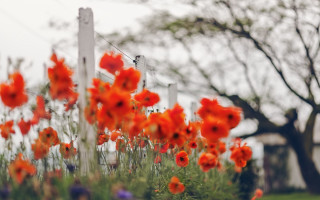 Red flower fence autumn impressionist - in the foreground free wallpaper