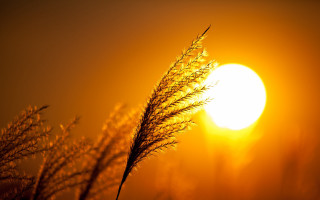 Plant sun yellow sky clouds - the sun in the background free wallpaper