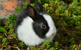 Black white rabbit green plants - fluxus free wallpaper