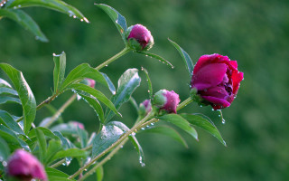 Pink flower water drops macro - petal free wallpaper for desktop
