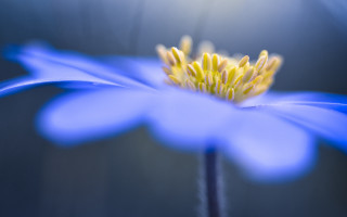 Blue flower yellow center macro 8 - a yellow center free wallpaper