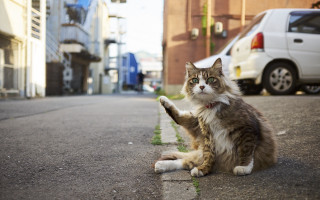 Cat road white van street - dynamic pose free wallpaper