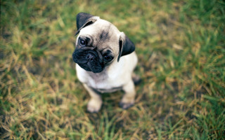 Pug dog grass bokeh cute - a small pug dog free wallpaper