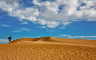 Lone tree desert matte sky - single free wallpaper