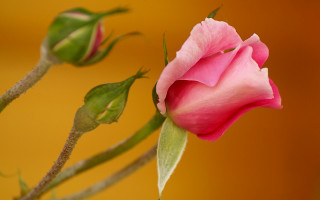 Pink rose bud macro gradient - a pink rose free wallpaper
