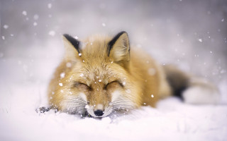 Fox sleeping snow winter blurry - a photo free wallpaper
