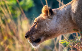 Lion closeup grass bushes tree - douglas robertson bisset free wallpaper