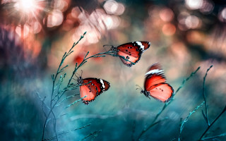 Butterflies plant mystical impressionist blurry - impressionist free wallpaper