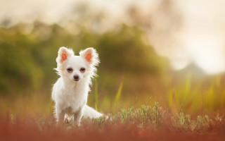 Small white dog field grass - soft free wallpaper