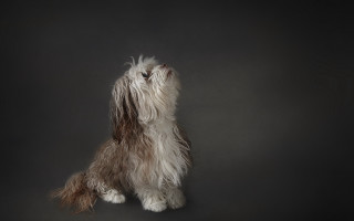 Dog sitting hind legs looking - its hind leg free wallpaper