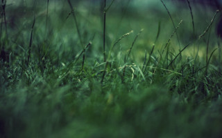 Grass bamboo forest tiltshift nature - tonalism free wallpaper