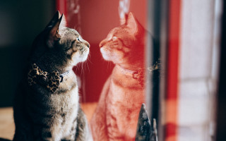 Cat mirror reflection background blurry - another cat free wallpaper