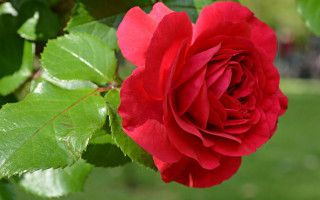 Red rose green leaves blurry - anne dunn free wallpaper