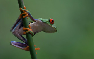 Red eyed frog branch green - a frog free wallpaper