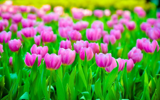 Pink flower field blurry garden - art green free wallpaper