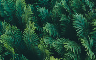 Green leaves closeup nature blurry - a close up of a bunch free wallpaper