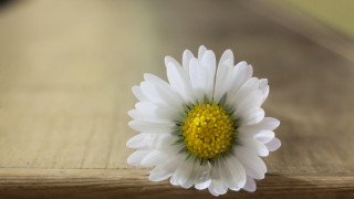 White flower yellow center wooden - a wooden table top free wallpaper