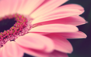 Pink flower green red yellow - a green center free wallpaper