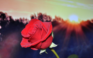 Red rose sunset blurry background - a single red rose free wallpaper
