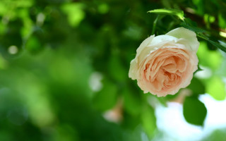 Pink rose tree leaves bokeh - constance copeman free wallpaper