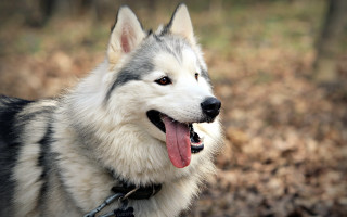 Husky leash looking at camera - a husky dog free wallpaper