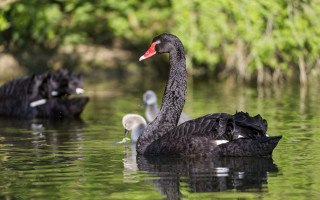 Black swans pond birds nature 2 - other bird free wallpaper
