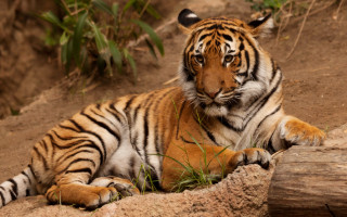 Tiger rock dirt grass forest - in the foreground free wallpaper