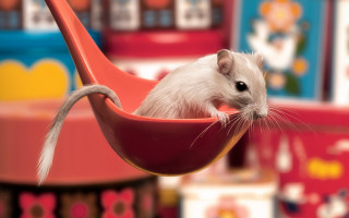 White rat pink hammock toystore - david small free wallpaper