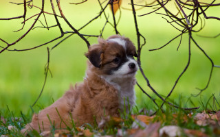 Small dog grass tree branch - a small dog free wallpaper
